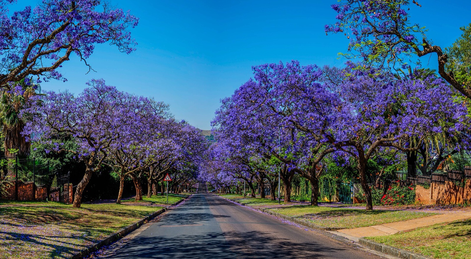 Jacaranda trees flowering over Becket Street, Pretoria